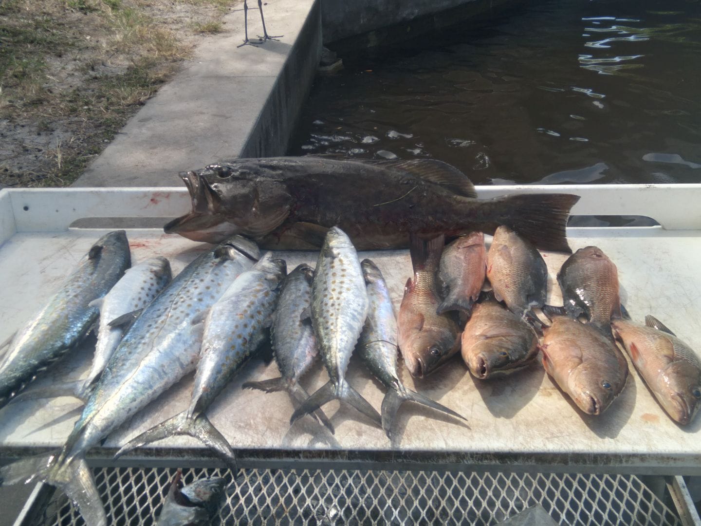6 Spanish Mackerel fish caught while fishing in FL