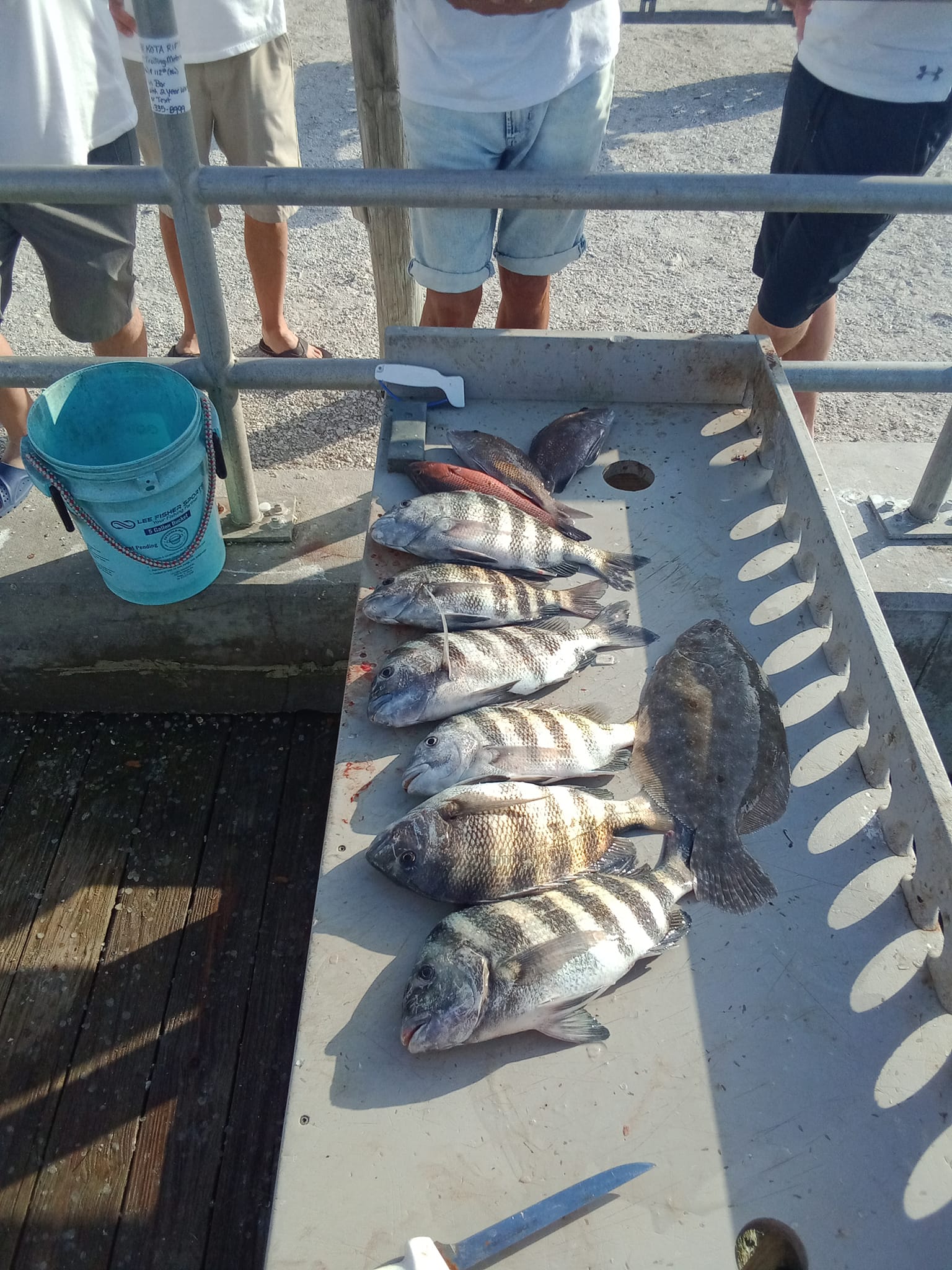5 Sheepshead, Summer Flounder, and Sheepshead fish caught in Holmes Beach