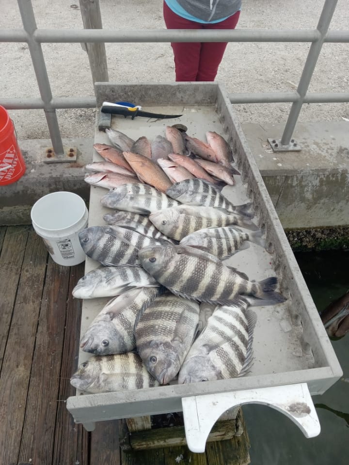 Two sheepshead fish caught by angler in Holmes Beach