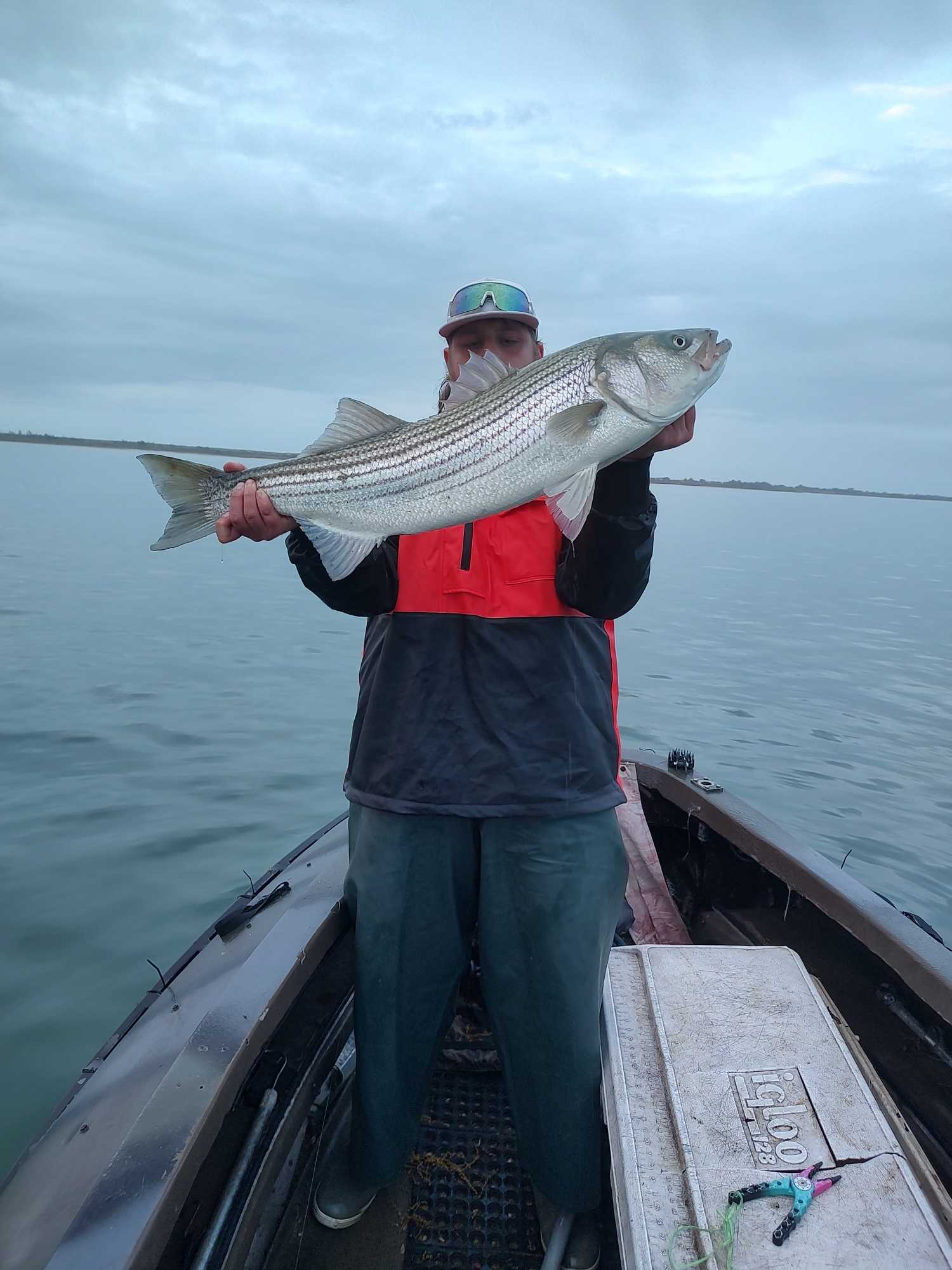 Striped bass catch held on fishing boat in Selden NY waters