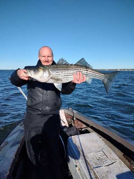 Striped bass catch displayed on fishing boat in Selden NY waters