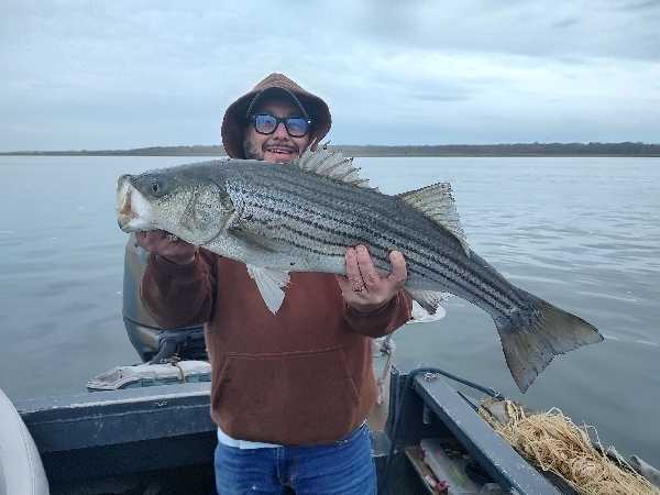 Striped bass caught while fishing in Selden NY
