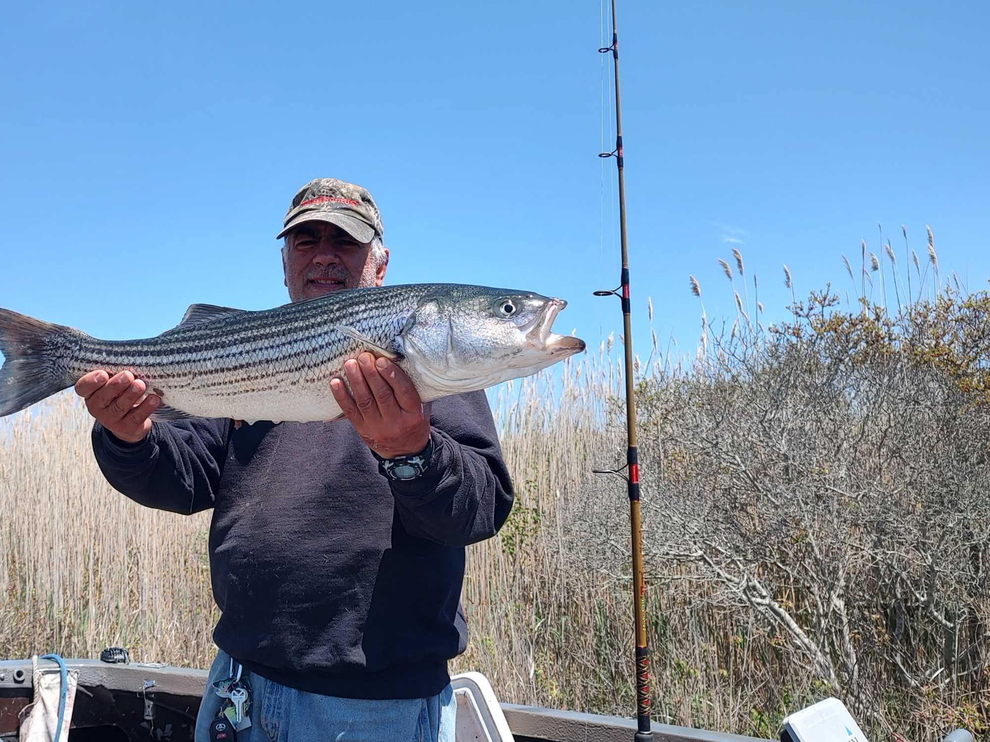 Striped bass catch displayed after successful fishing trip in Selden NY