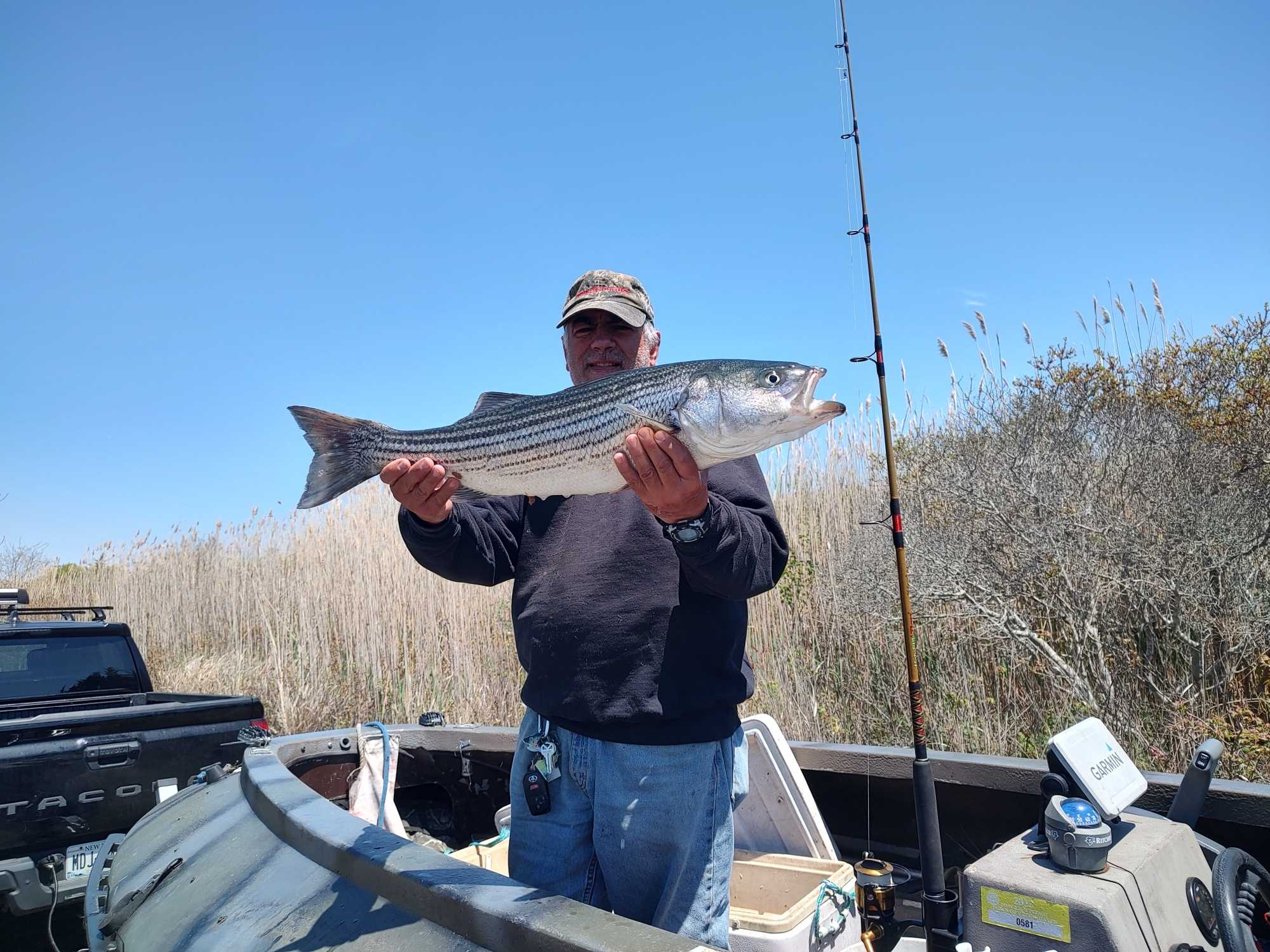 Striped bass catch displayed on fishing boat in Selden NY