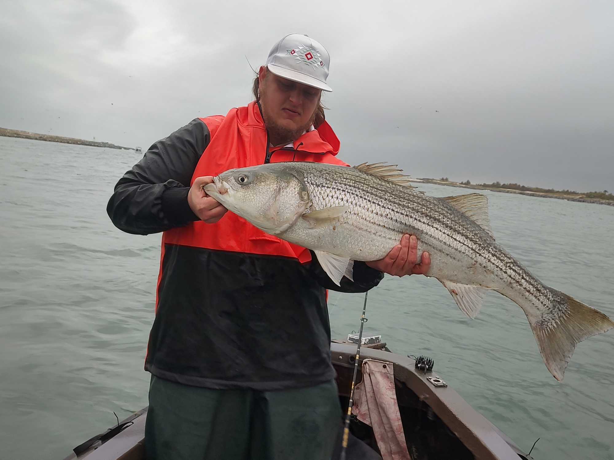Striped bass caught while fishing in Selden NY waters