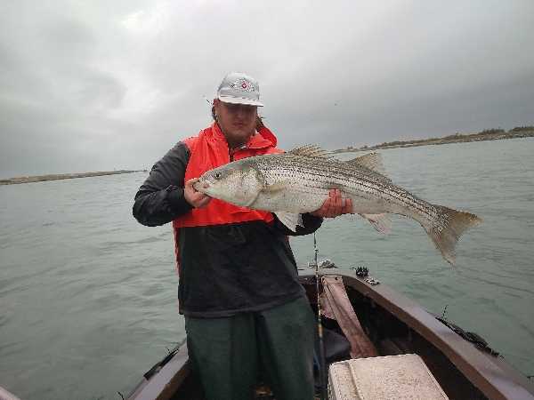 Striped bass catch displayed on fishing boat in Selden NY waters