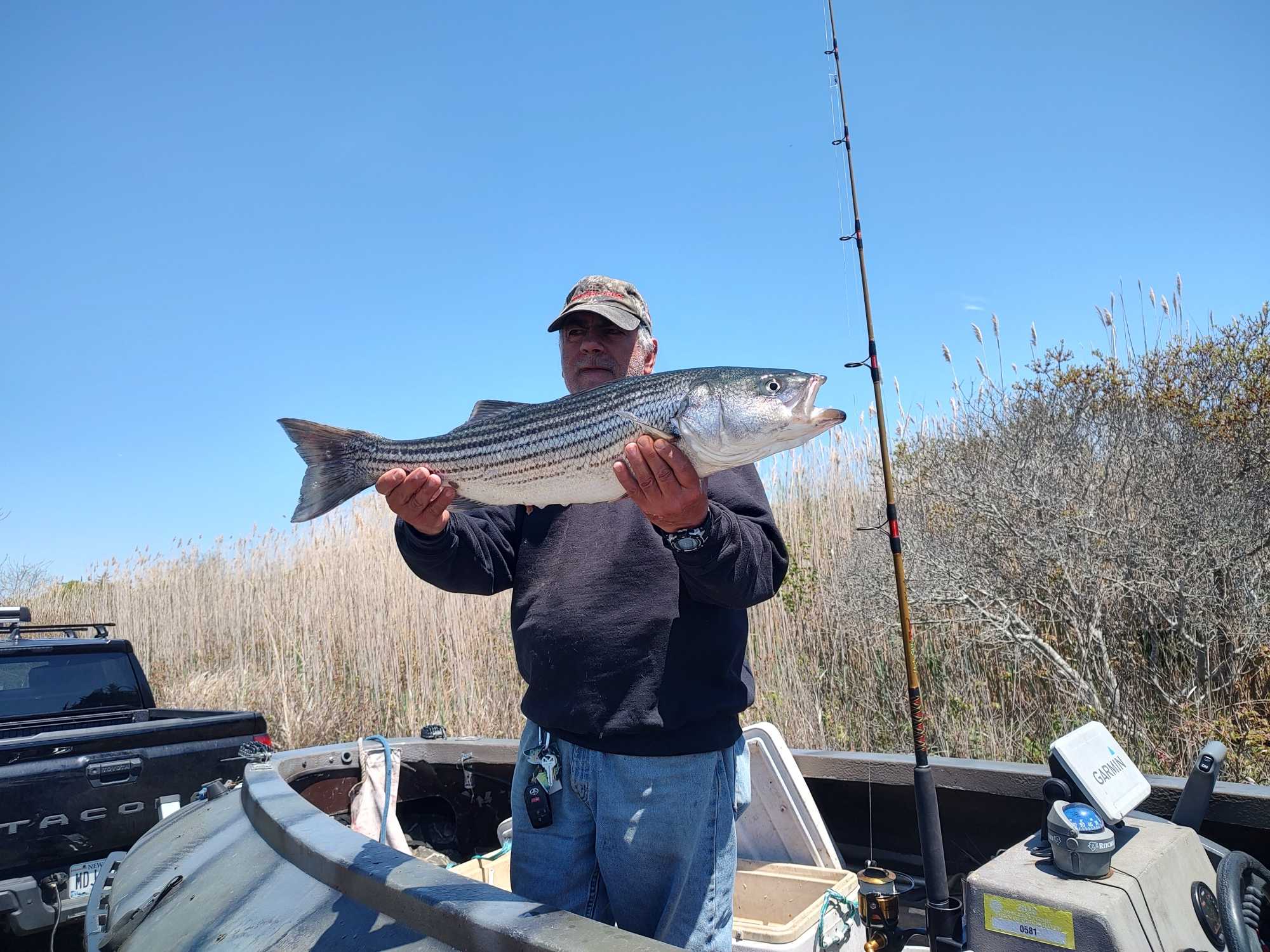 Striped bass caught fishing in Selden NY held on boat