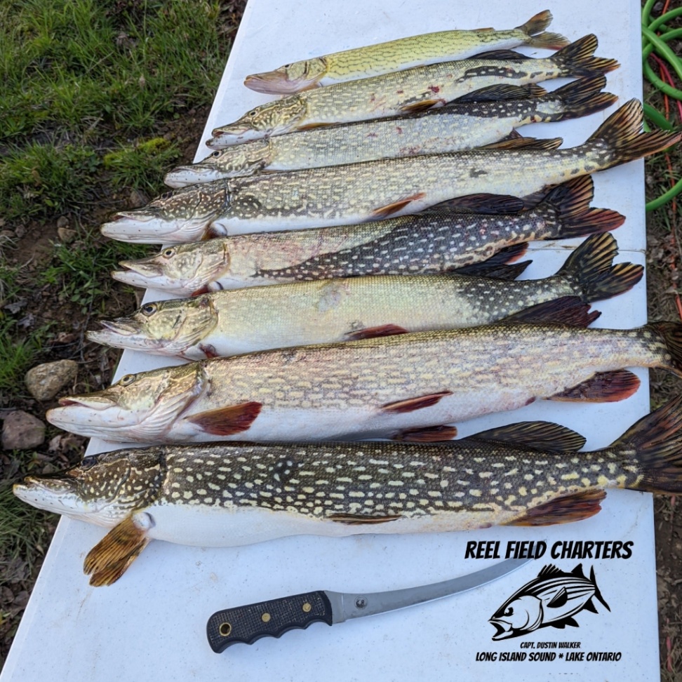 Four northern pike fish caught in CT