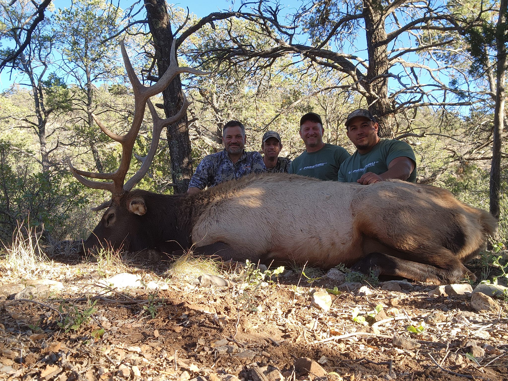 Successful elk hunt in Mayhill New Mexico with hunters posing behind harvested bull elk in wooded terrain