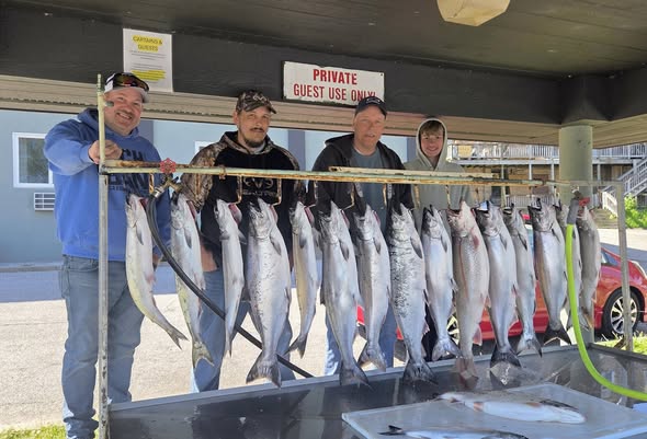 Atlantic herring fishing catch displayed on cleaning station in Manistee Michigan