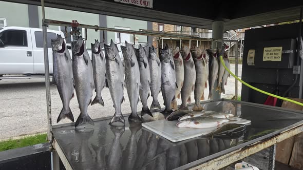Multiple Chinook salmon hanging on cleaning station display rack in Manistee Michigan after successful fishing trip
