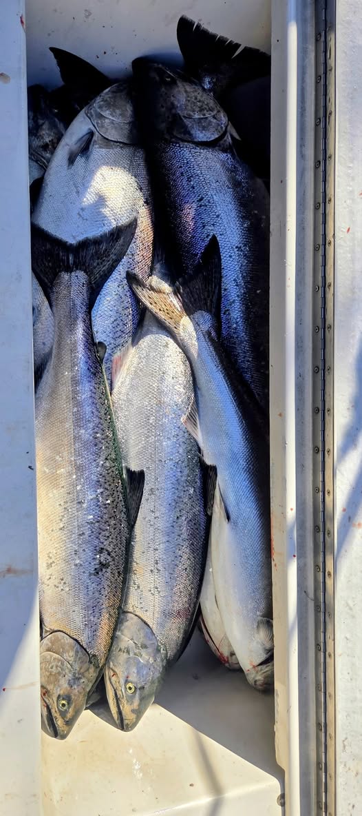 Fresh caught Chinook salmon in cooler from Manistee Michigan fishing trip