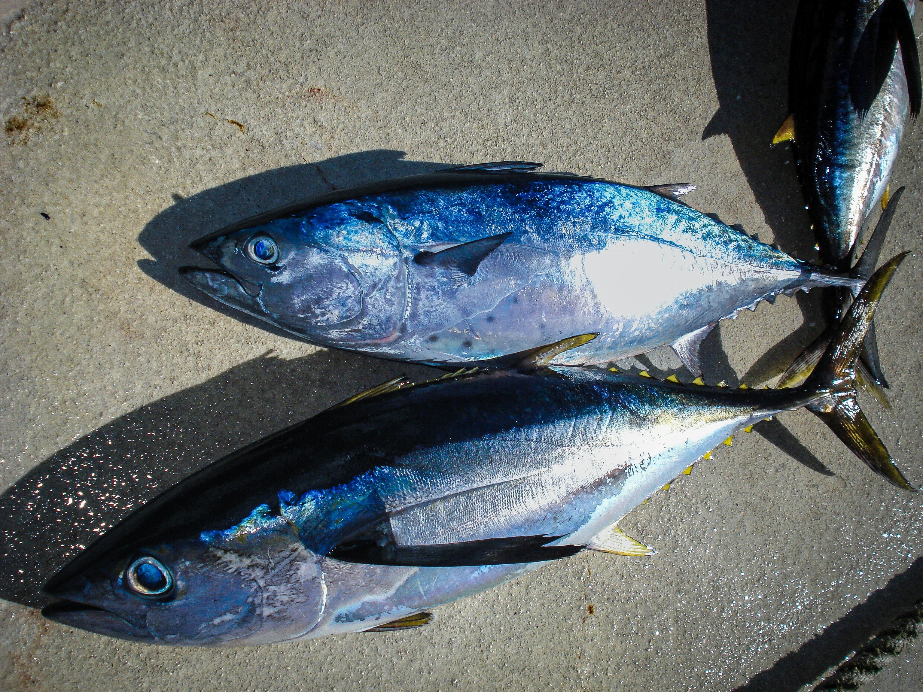 Cape Cod bluefin tuna fishing charter boat on offshore waters with anglers aboard
