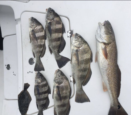 6 sheepshead and black drum fish caught in FL