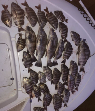Five fishing rods at Daytona Beach