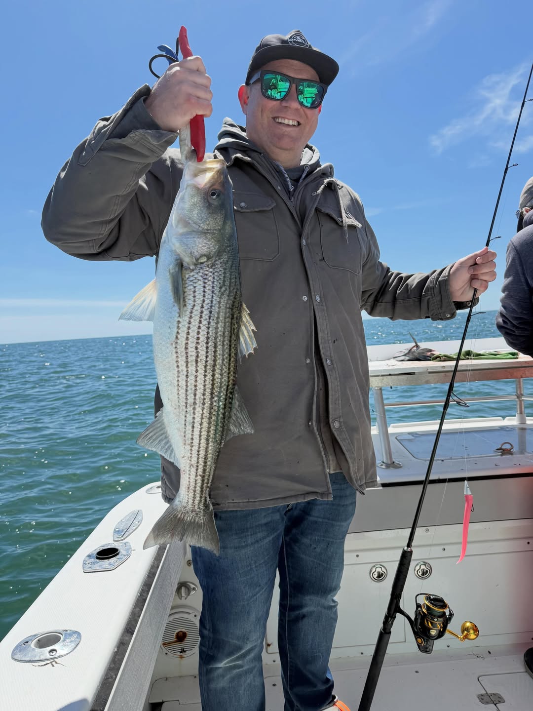 Striped bass catch on fishing boat in Yarmouth MA waters