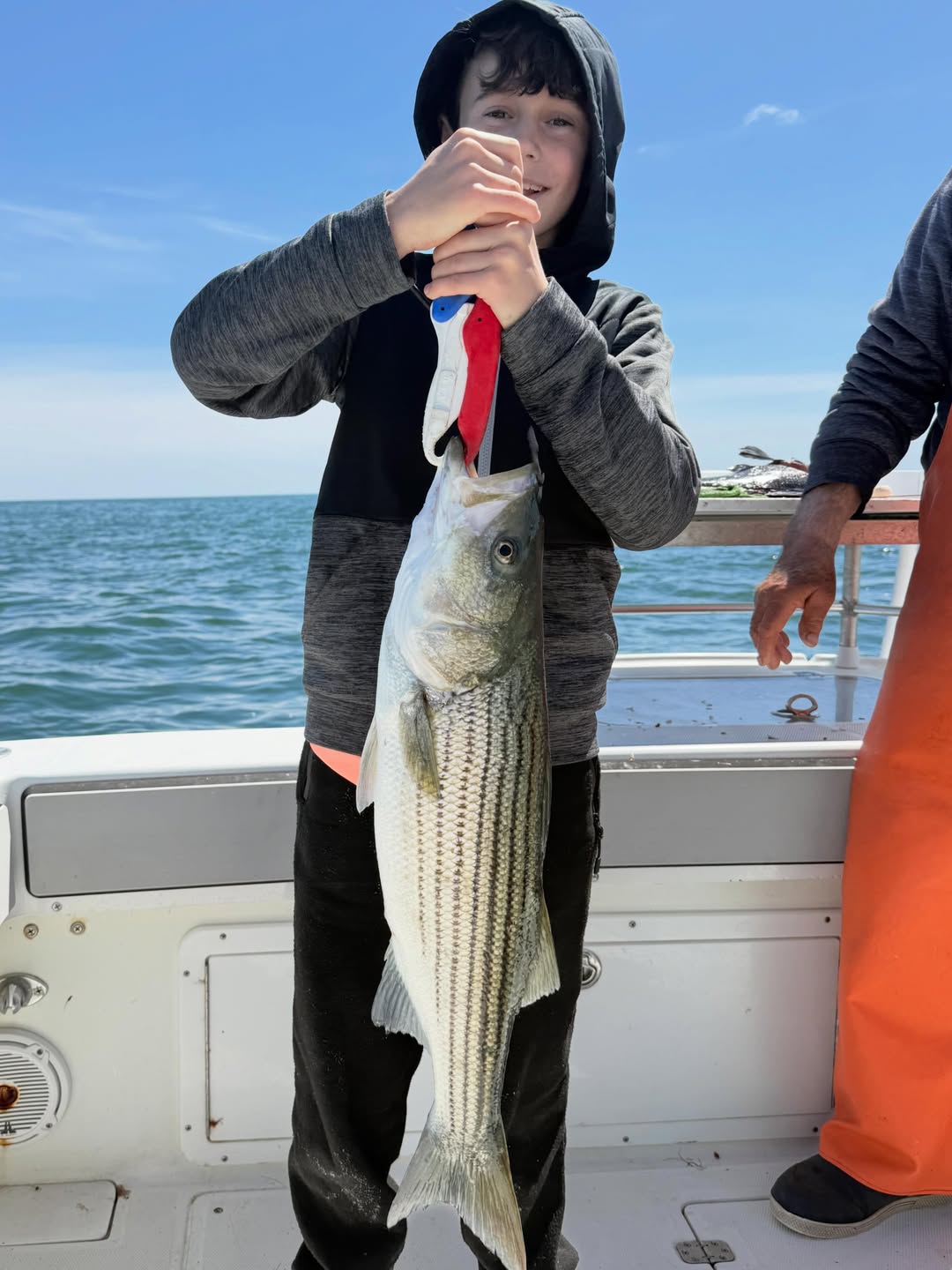 Striped bass catch on fishing boat in Yarmouth MA waters