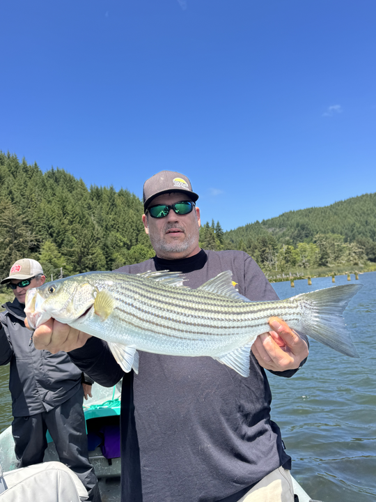 Striped bass catch from fishing tour in Roseburg Oregon