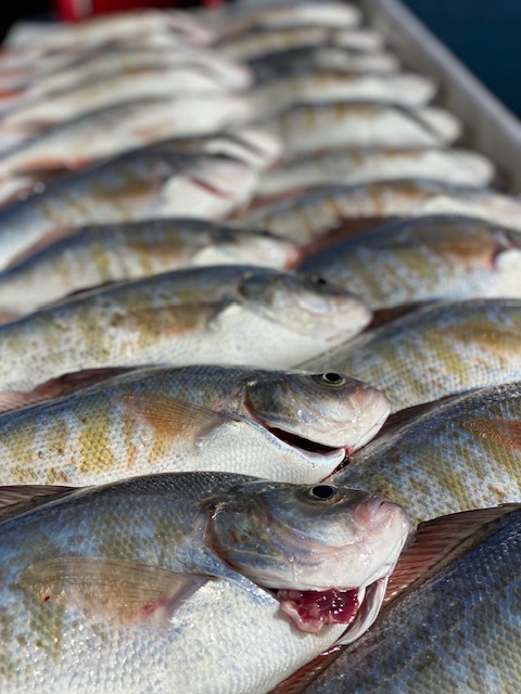 Pink fin perch fishing charter boat on inshore waters with light tackle gear