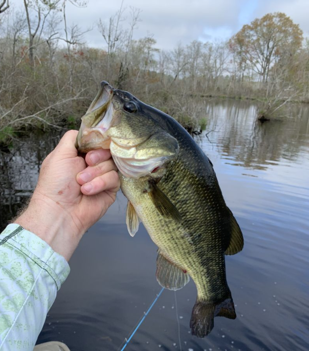 Largemouth bass in the ocean off Ocean City
