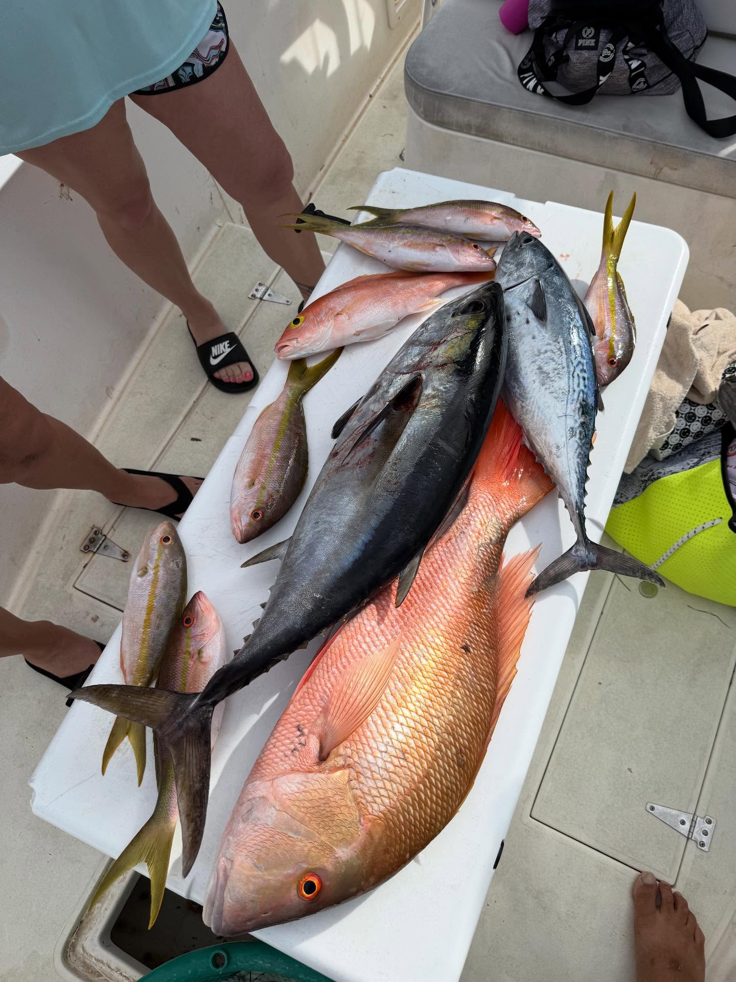 Six little tunny fish caught in Florida