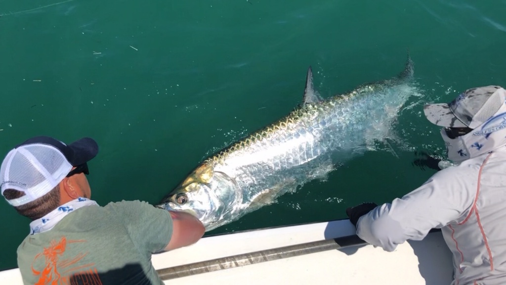 Tarpon fish in FL