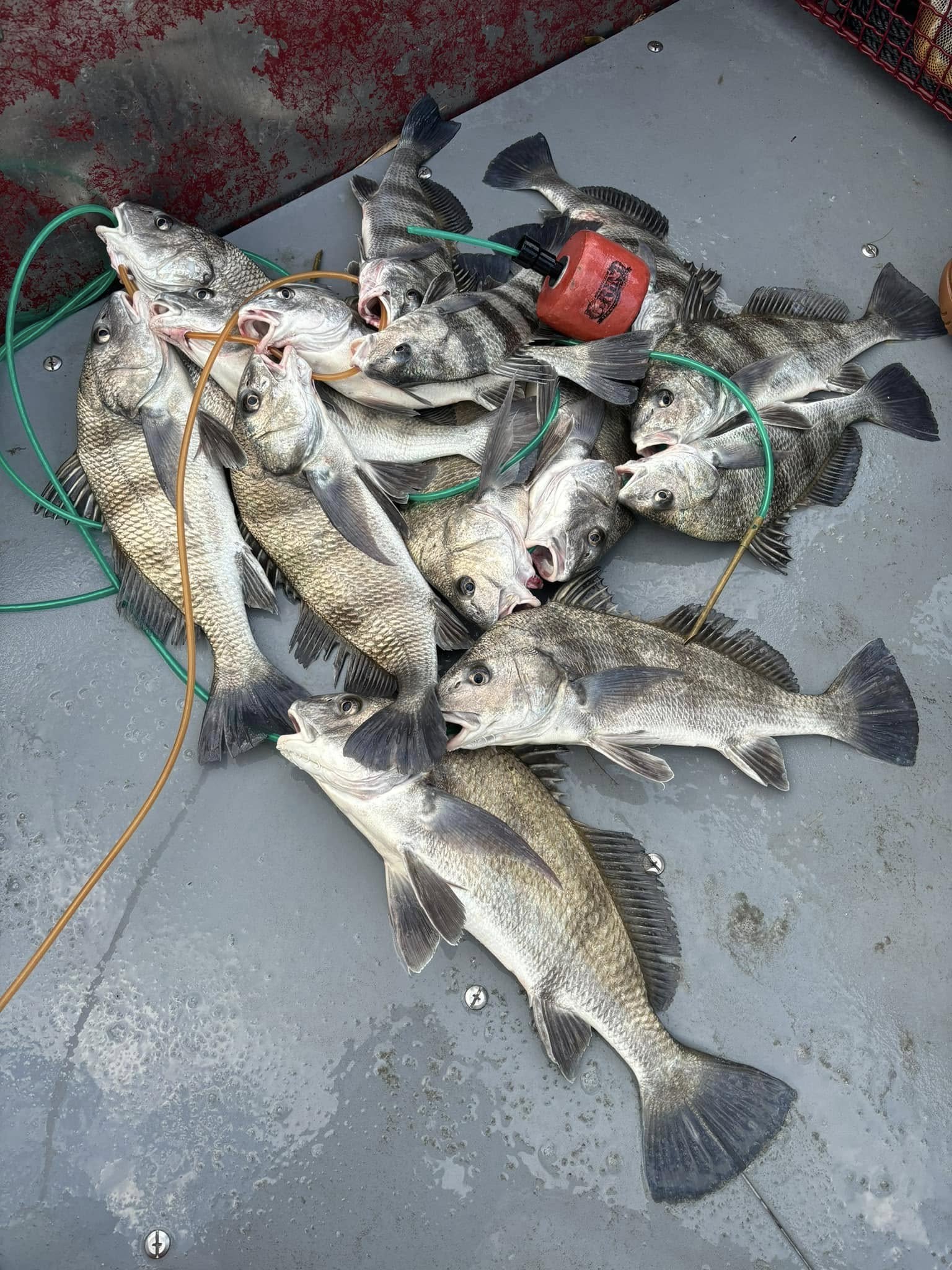 Fresh caught black drum fish displayed on boat deck in Ingleside Texas