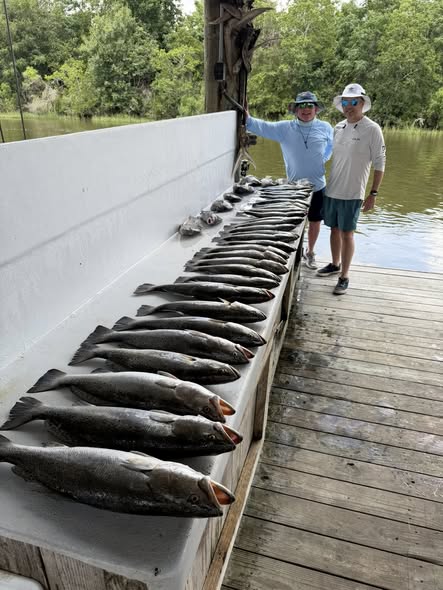 Large catch of bluefish displayed on cleaning table at St Bernard LA fishing dock