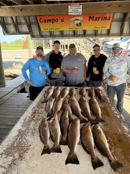 Large catch of redfish displayed on cleaning table at Campo's Marina in St Bernard Louisiana