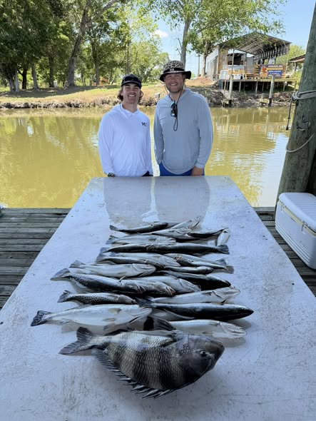 Fresh caught sheepshead fish displayed on cleaning table at St Bernard LA fishing dock