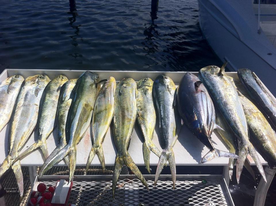 Three fish caught while fishing in FL