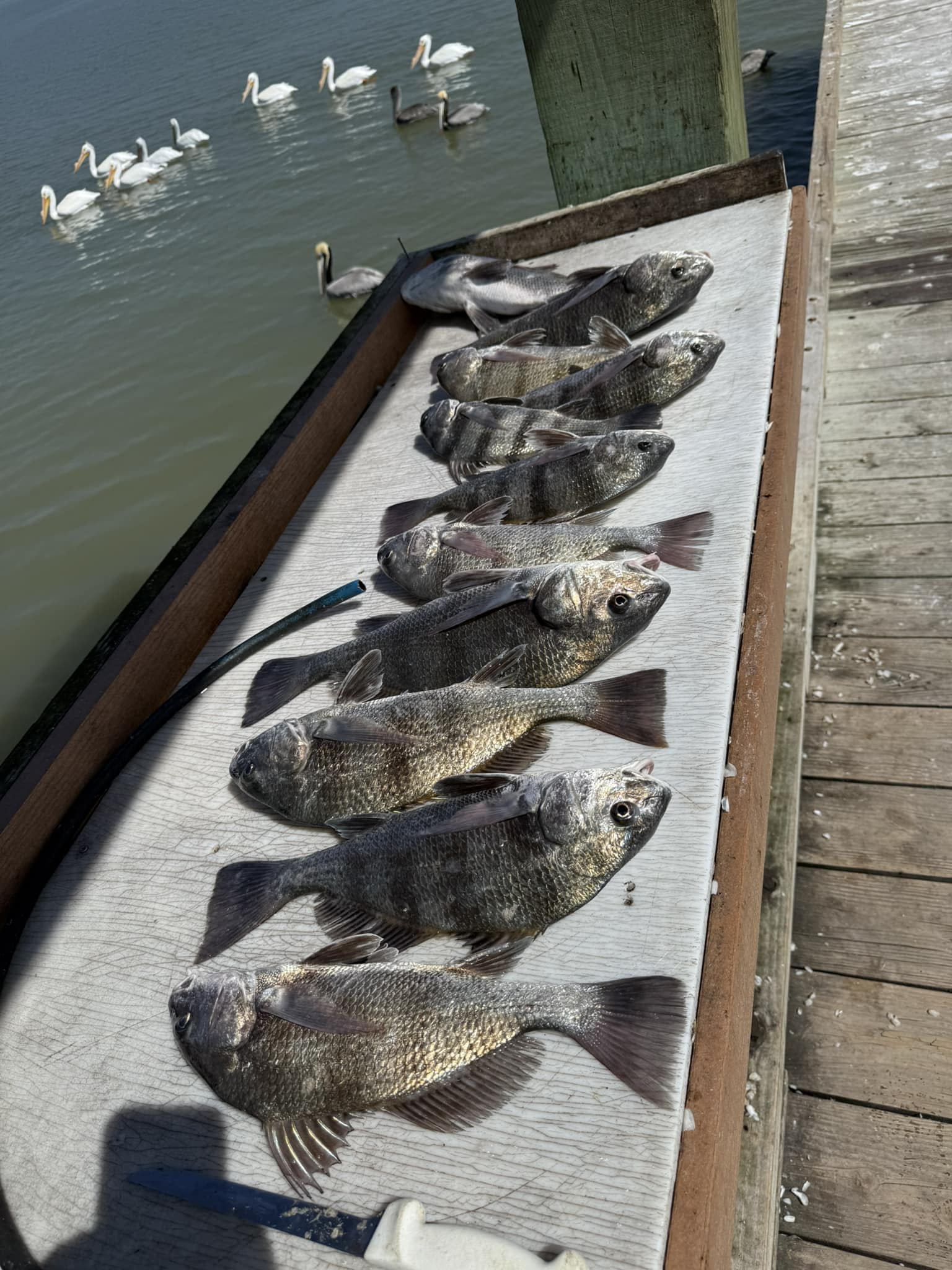 Black drum fish catch displayed on wooden dock cleaning station in Riviera Texas