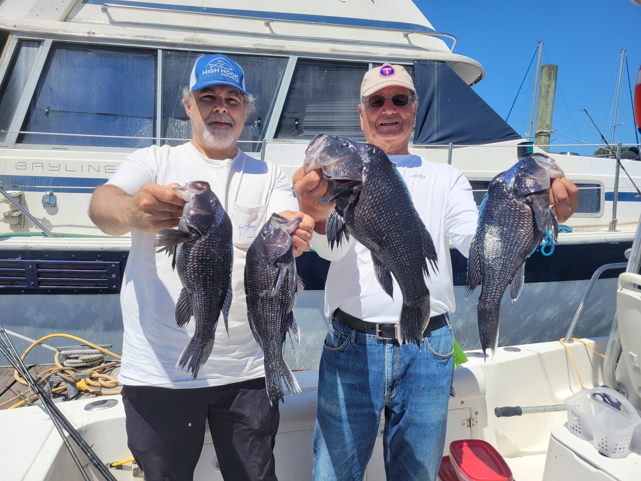 Four black sea bass caught fishing in Norfolk VA displayed on boat deck