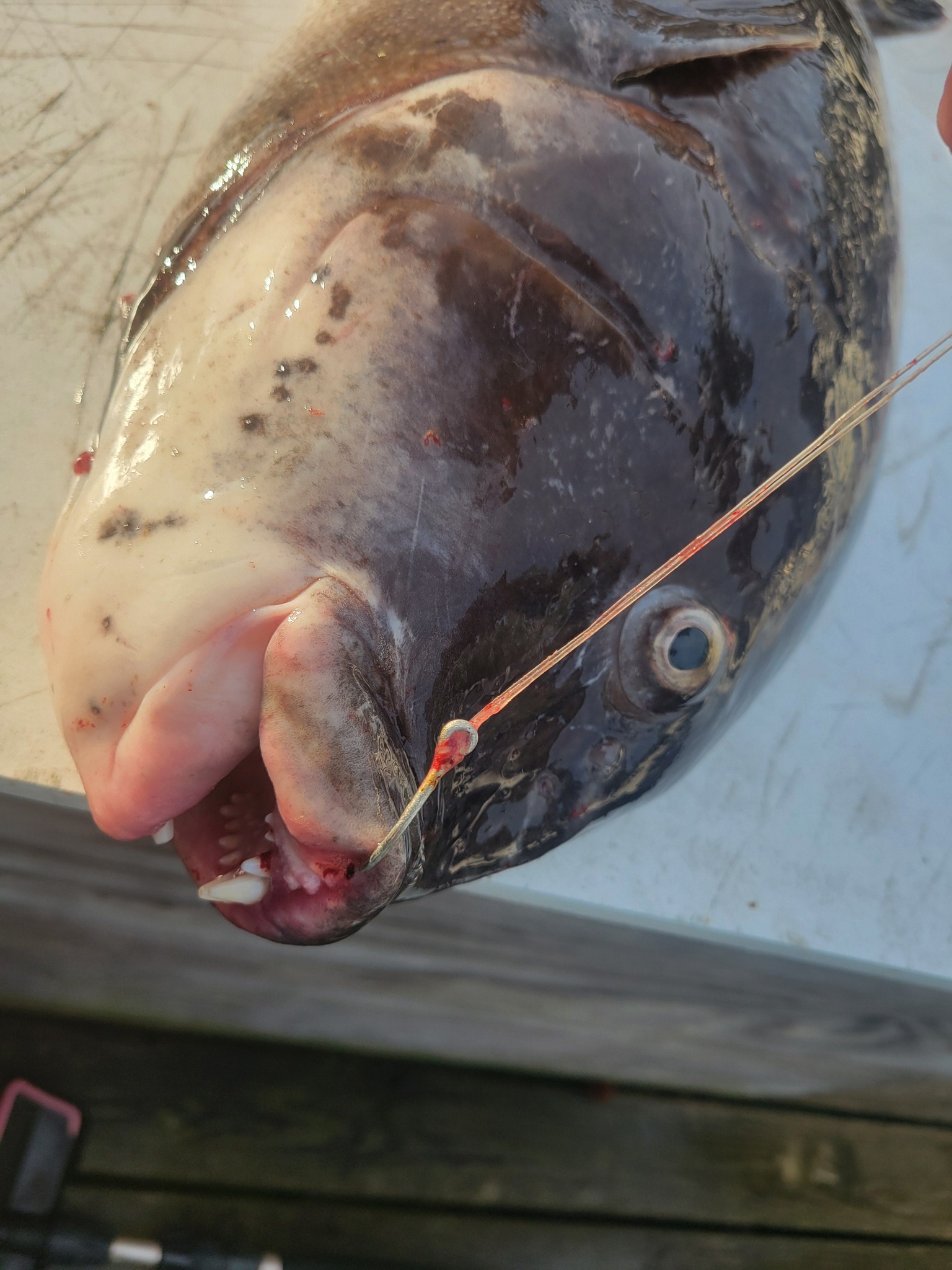 Fresh caught tautog fish with fishing line in mouth from Norfolk VA fishing trip