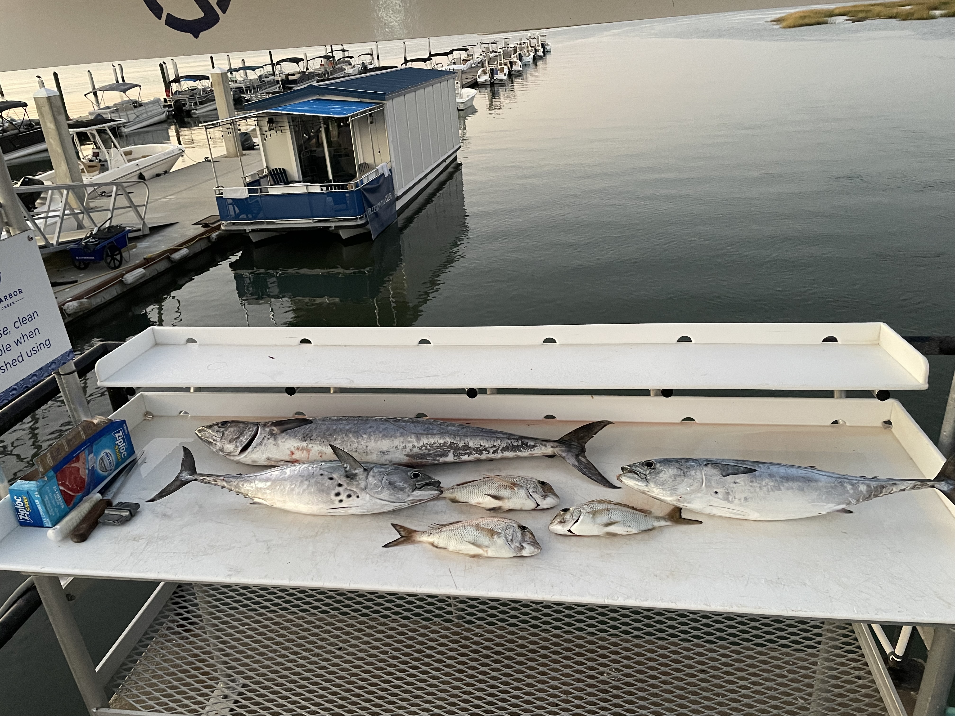 Four Atlantic Bonito and King Mackerel fish caught at Hilton Head Island