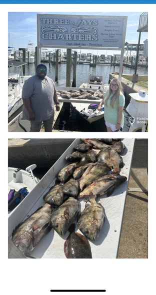 Fresh caught grouper fish displayed on boat dock in Biloxi MS after successful fishing trip