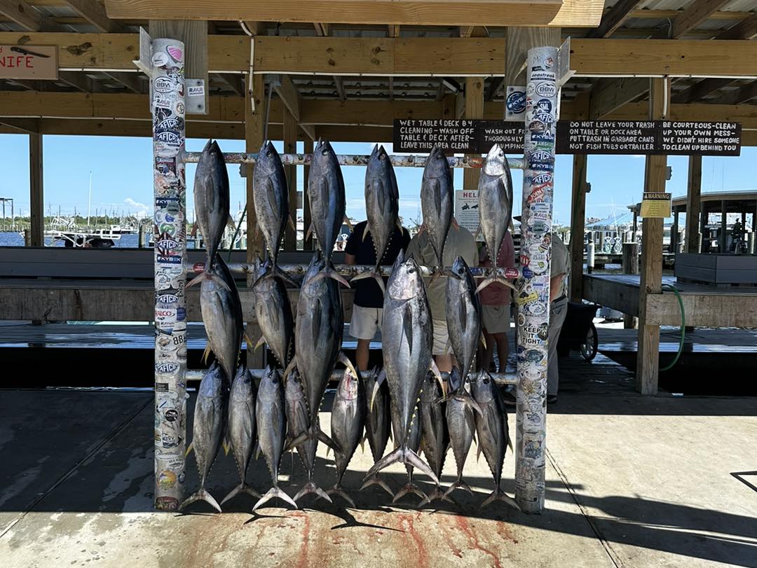 11 Atlantic Bonito, Blackfin Tuna, and Little Tunny caught in Venice