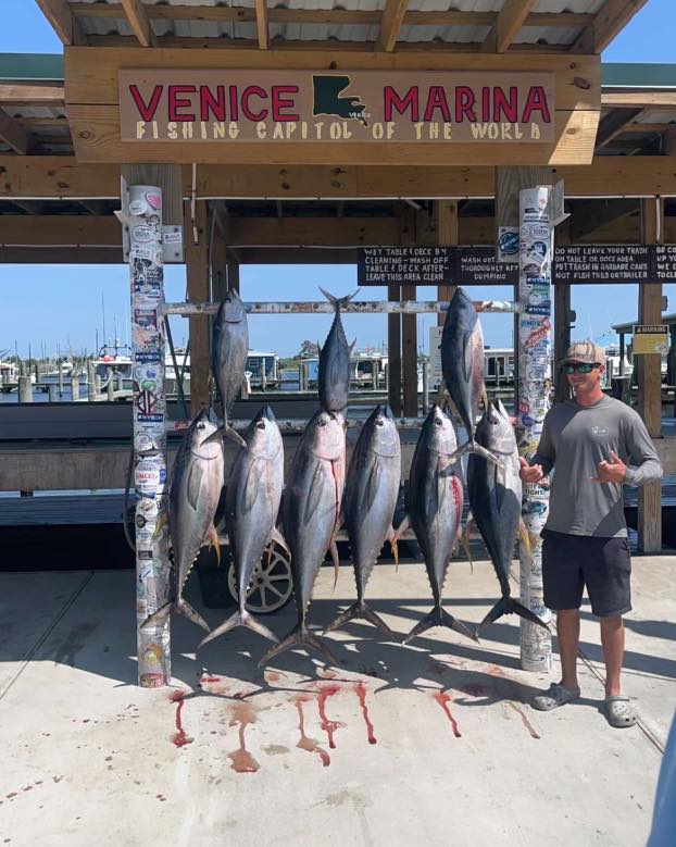 Eight blackfin tuna and atlantic bonito fish caught in Venice, Italy