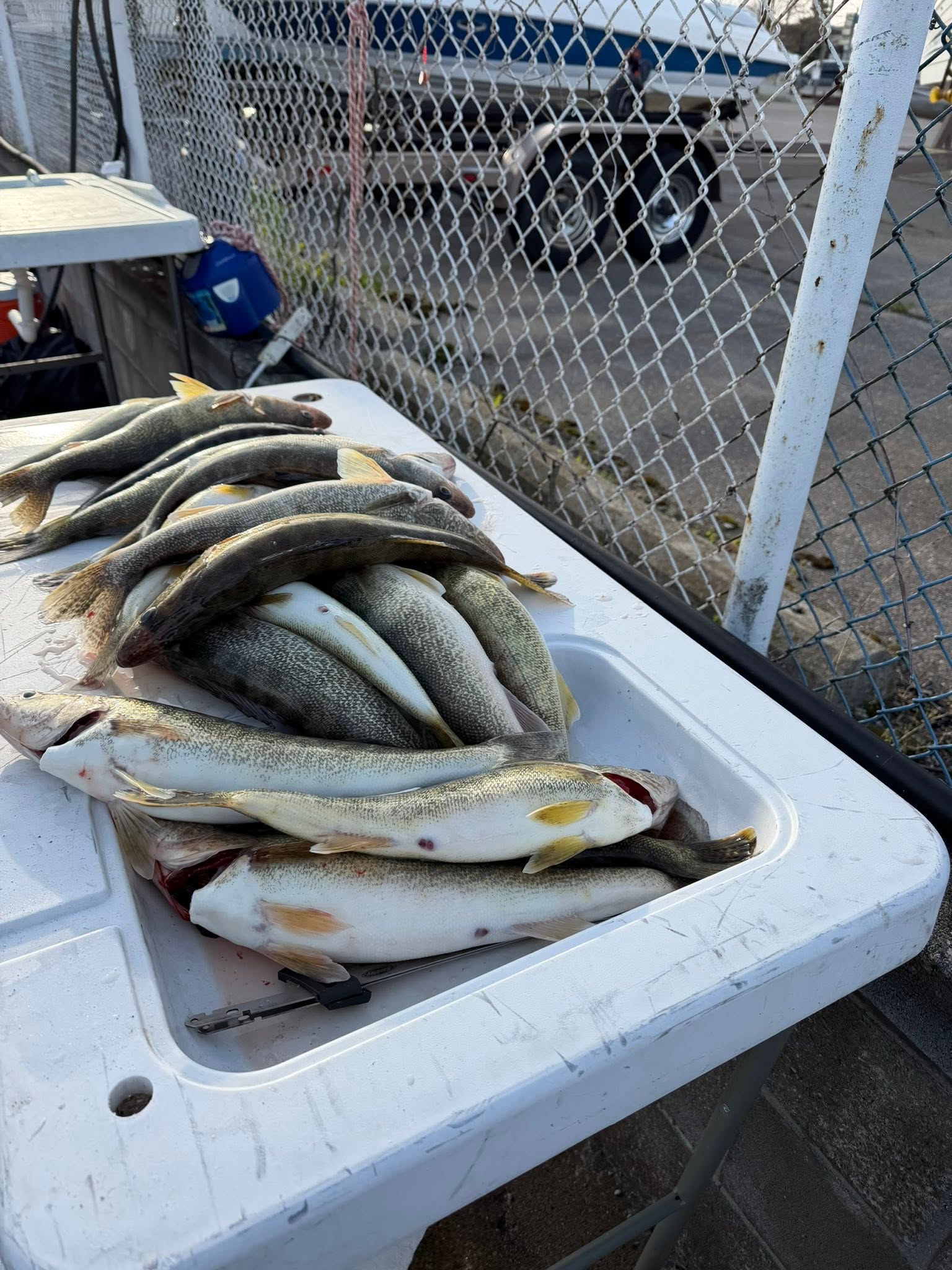 Fresh caught fish including lake trout displayed in white cooler at Huron OH fishing location
