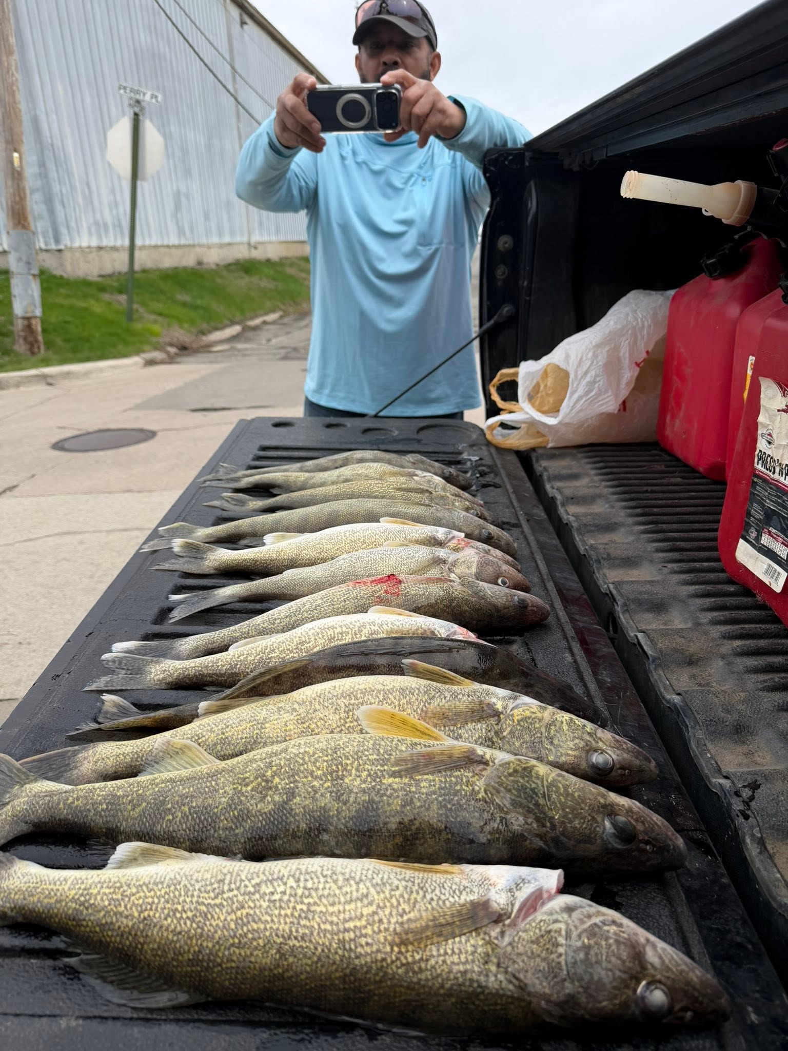 Walleye fishing catch laid out in truck bed in Huron OH