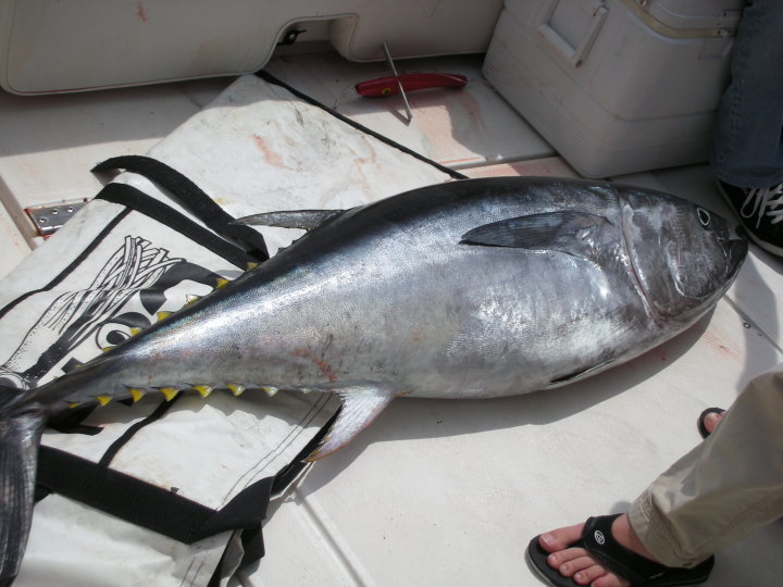 Magnificent African Pompano caught fishing in MA