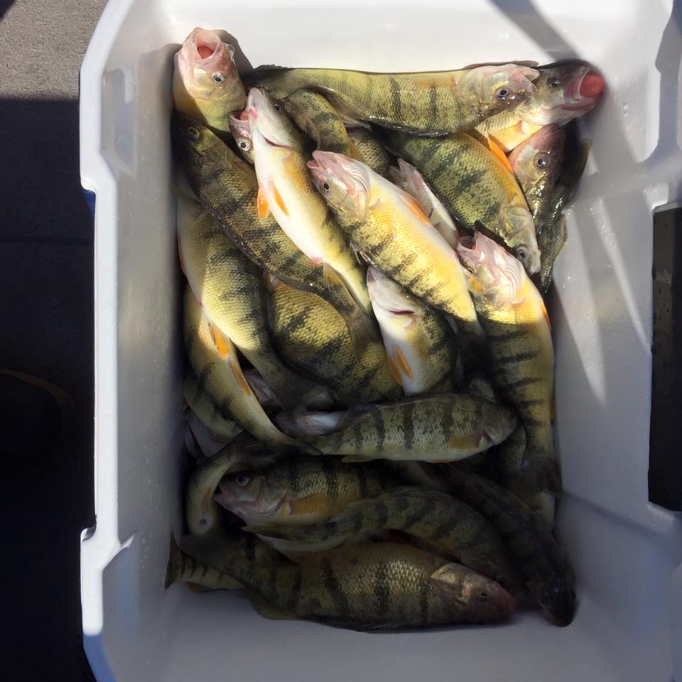 6 fish caught in North Tonawanda