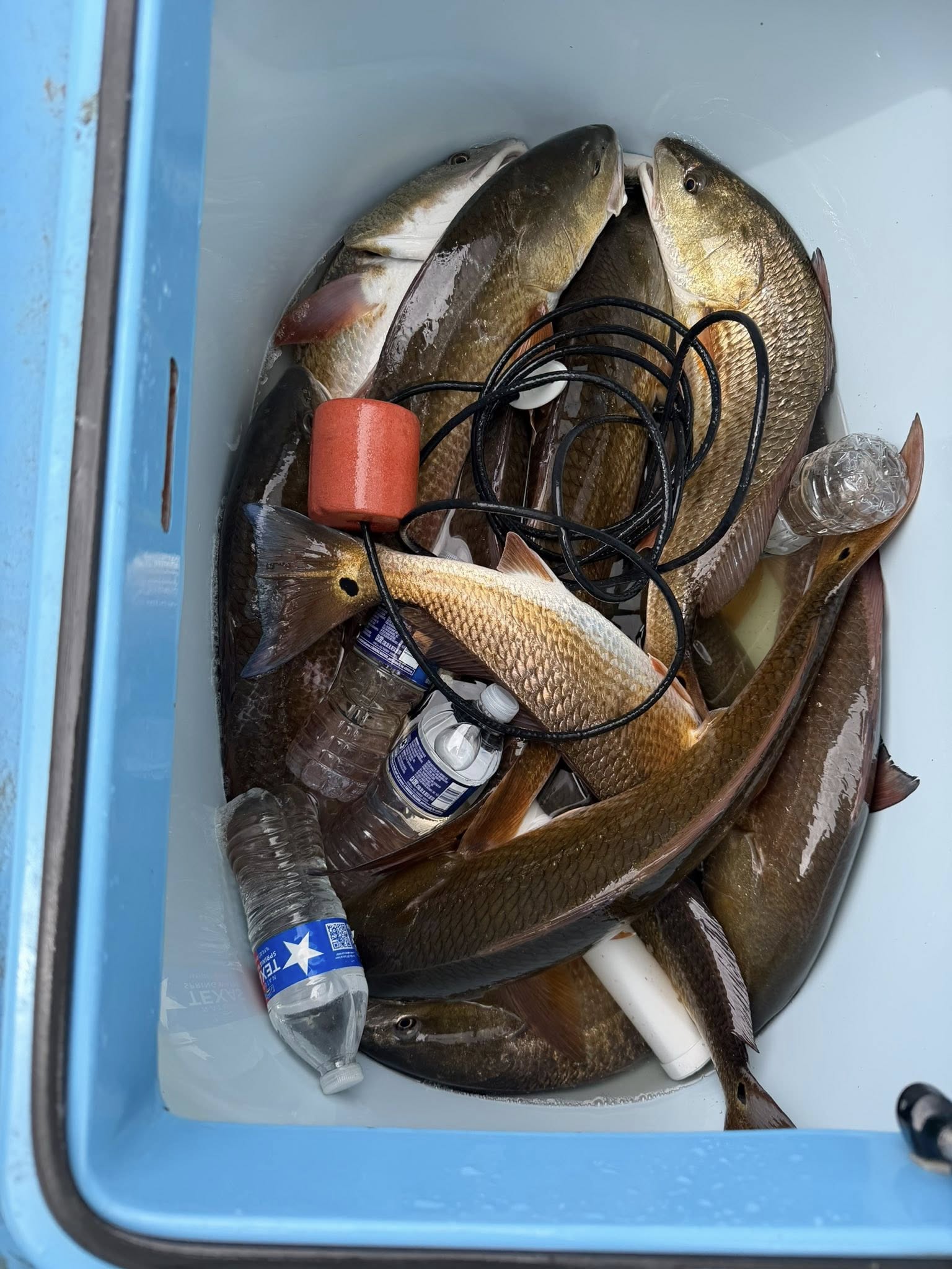 Fresh caught redfish in cooler with fishing gear in Port Isabel TX