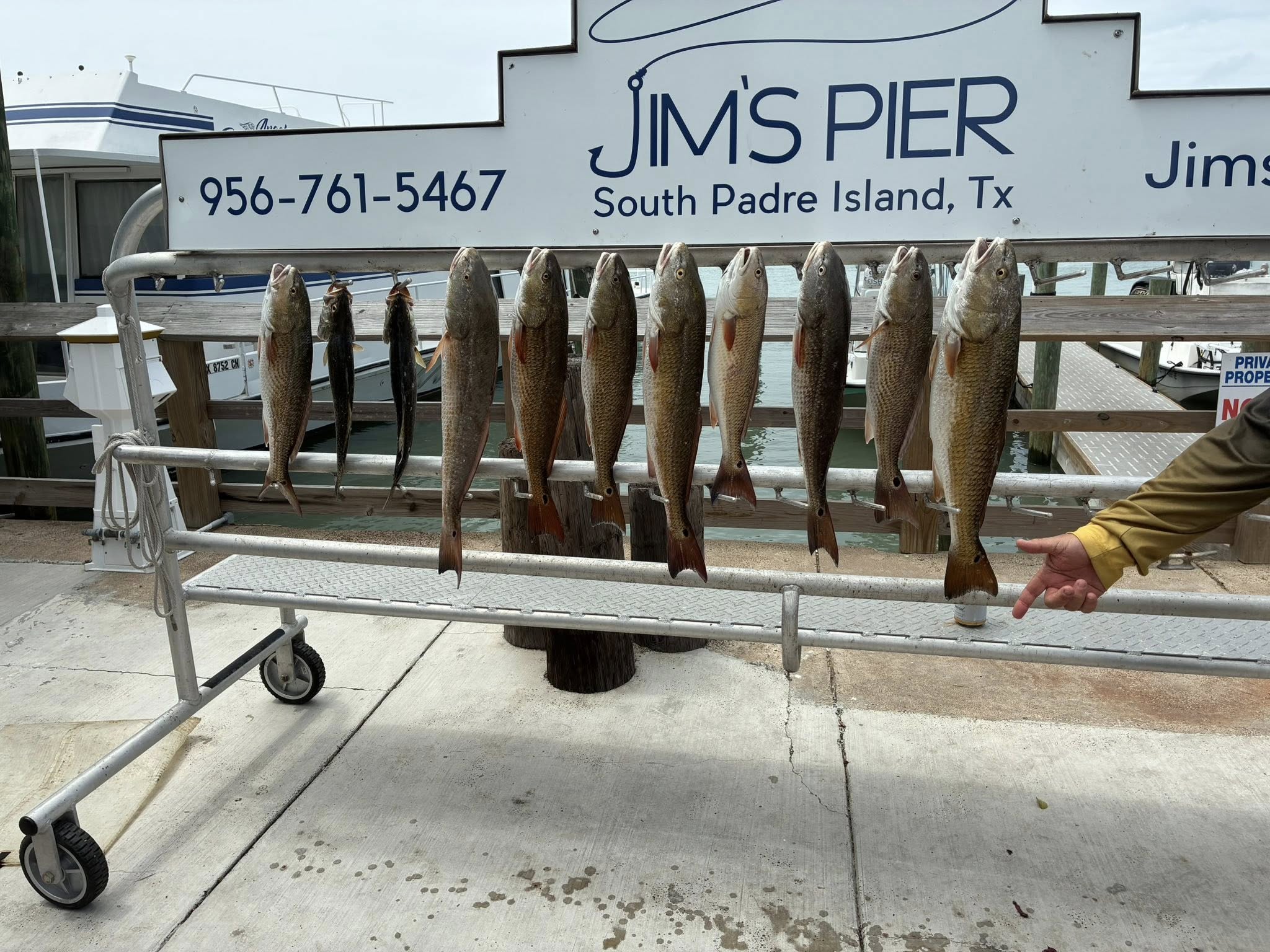 Nine redfish hanging on cleaning rack at Jim's Pier in Port Isabel TX after successful fishing trip