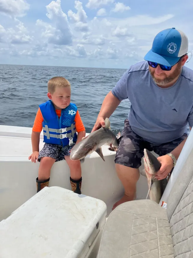 A bonnethead shark, measuring 12 inches, caught by two people while fishing in Galveston