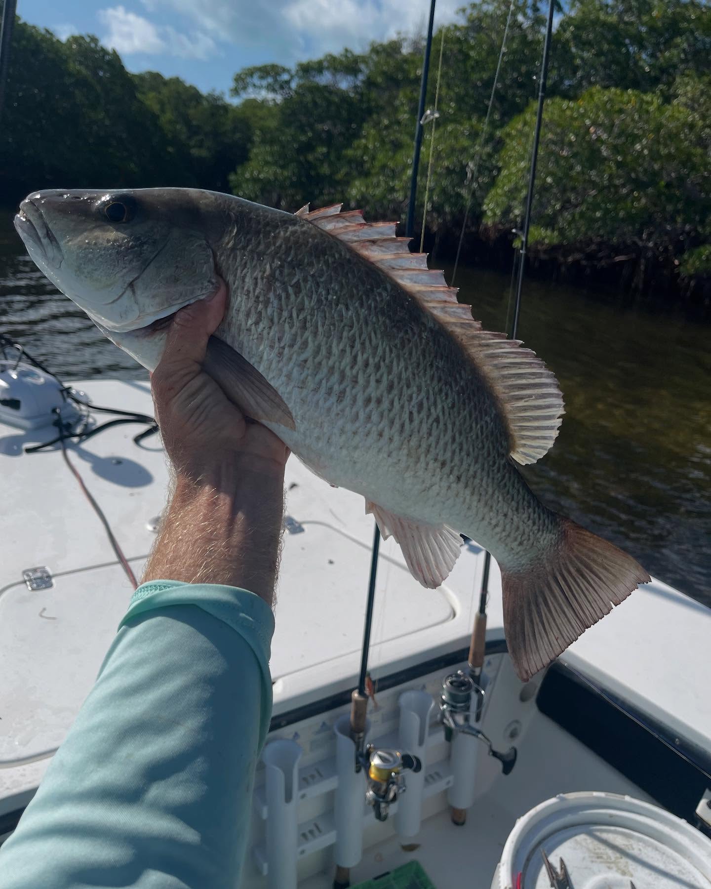 Grey snapper caught while fishing in Key Largo FL waters