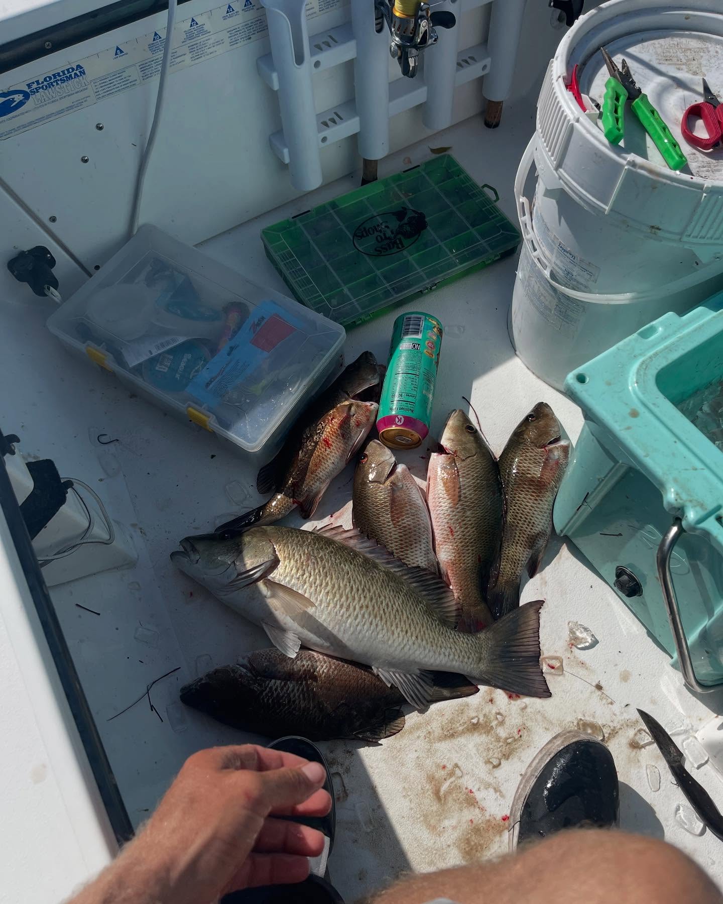 Fresh caught grey snapper laid out on boat deck in Key Largo FL after successful fishing trip
