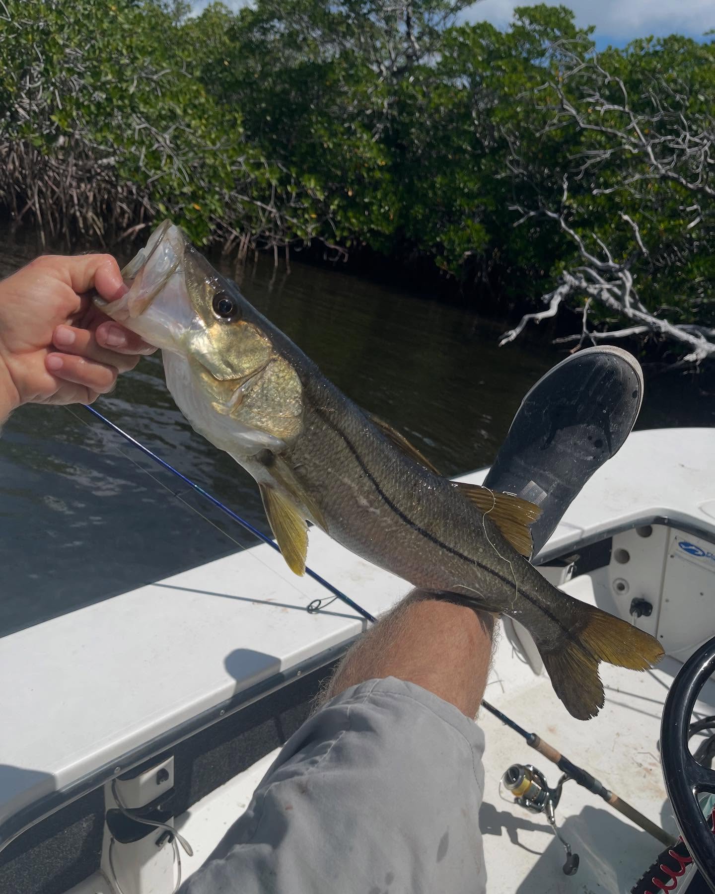 Snook fish being held on fishing boat in Key Largo FL mangroves
