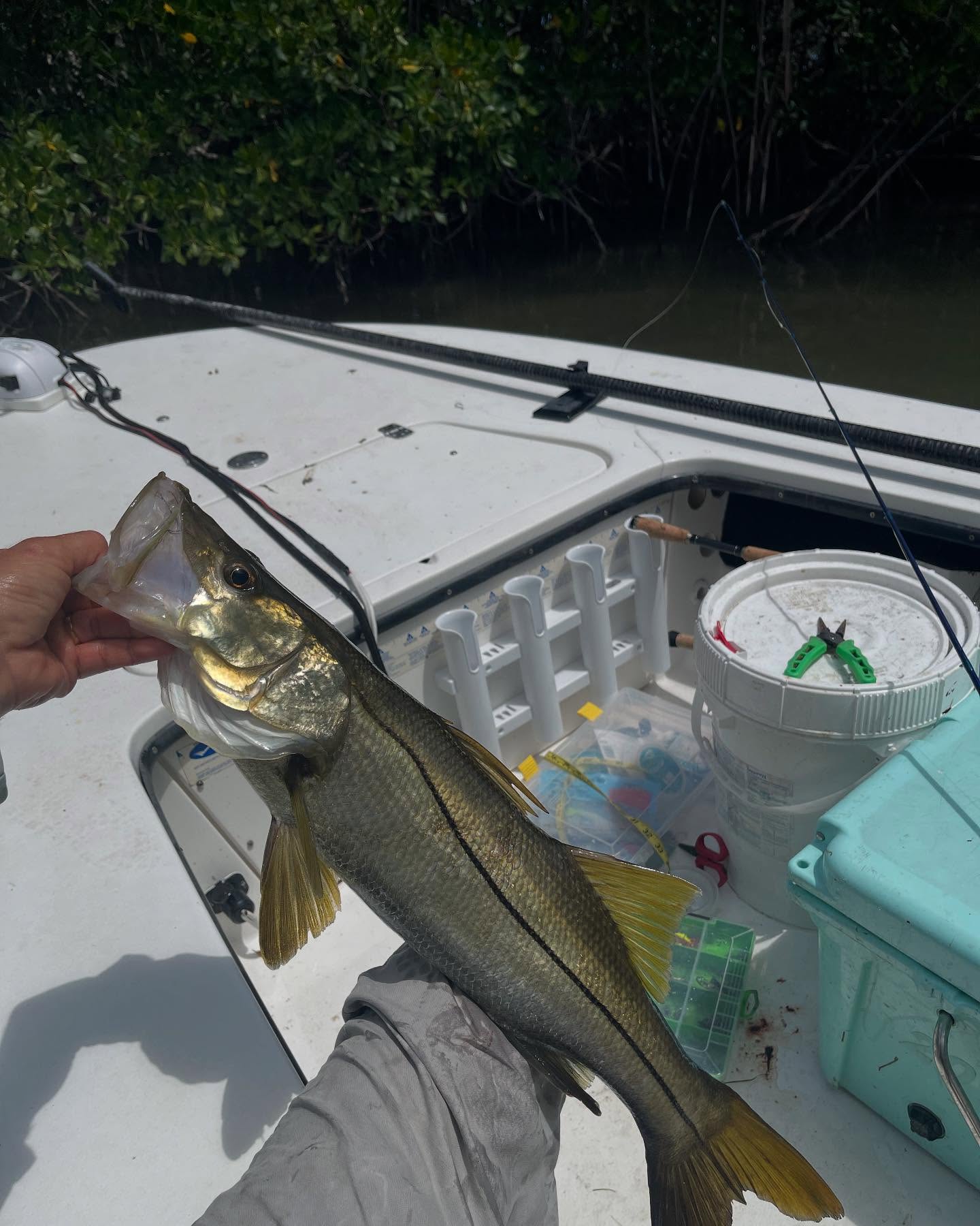 Snook caught fishing in Key Largo FL held on boat deck