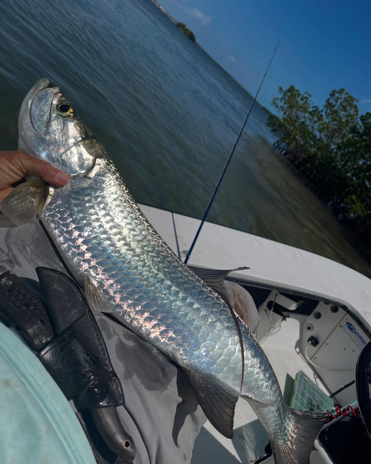 Large tarpon caught while fishing in Key Largo FL waters
